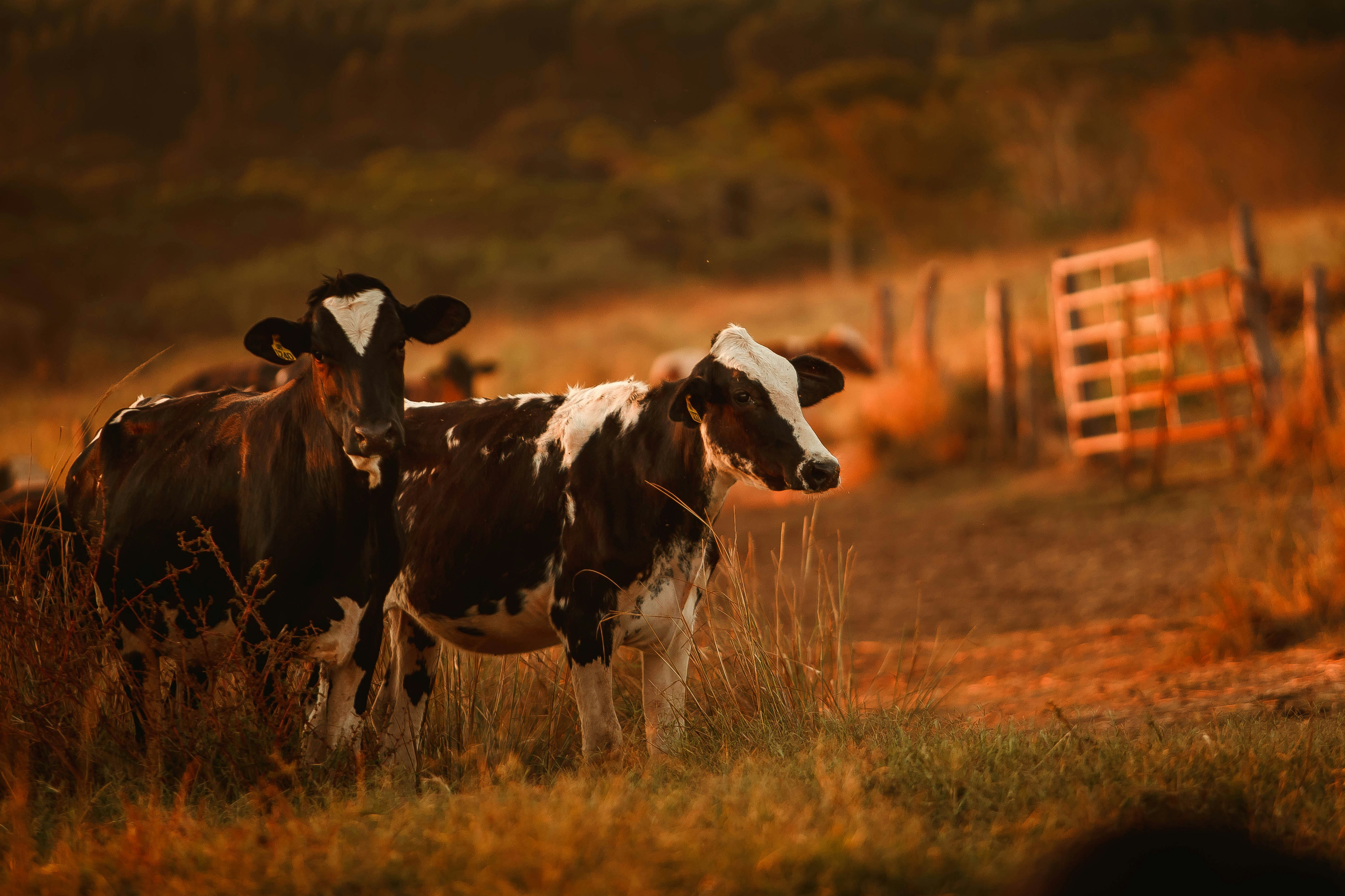 white and black cow on brown grass field during daytime